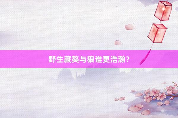 野生藏獒与狼谁更浩瀚？